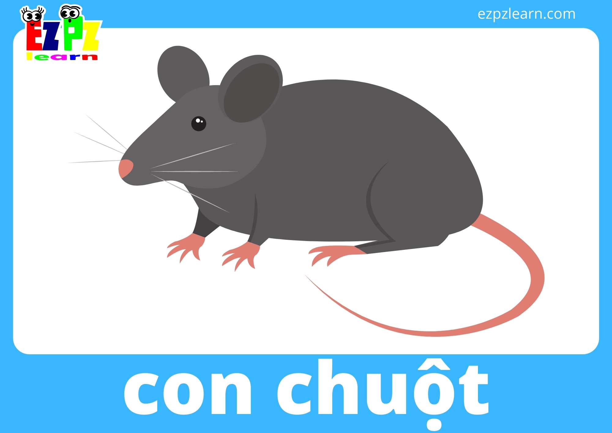 con chuột